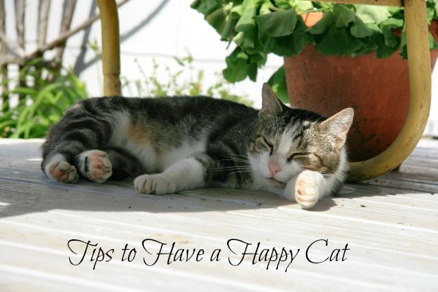 Tips to Have a Happy Cat